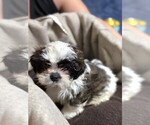 Small #1 Shih Tzu