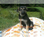 Small German Shepherd Dog