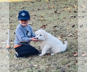 Great Pyrenees Puppy for sale in CHARLOTTE, TN, USA