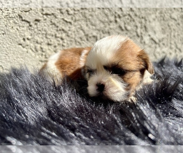 Medium Photo #7 Shih Tzu Puppy For Sale in HAYWARD, CA, USA