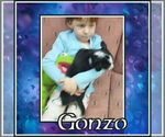 Small Photo #5 Cowboy Corgi Puppy For Sale in GALLEGOS, NM, USA