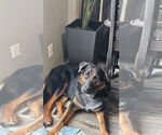Small #4 German Shepherd Dog