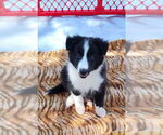 Puppy Black and White Shetland Sheepdog