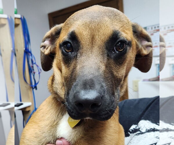 Medium Photo #4 Boxer-Unknown Mix Puppy For Sale in Fargo, ND, USA