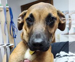 Small #3 Boxer Mix