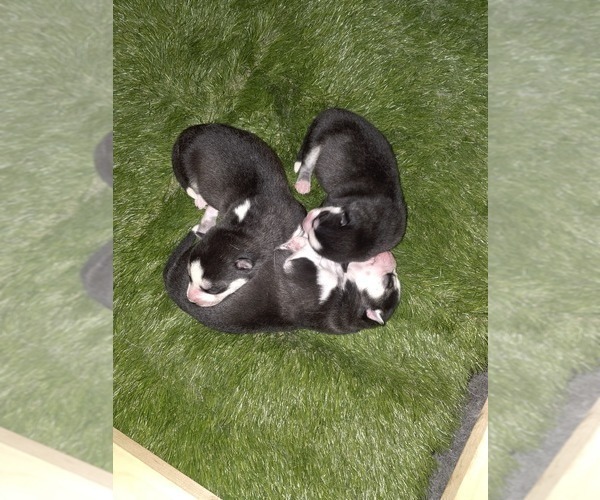 Medium Photo #71 Siberian Husky Puppy For Sale in ALTON, IL, USA