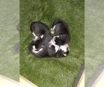Small Photo #71 Siberian Husky Puppy For Sale in ALTON, IL, USA