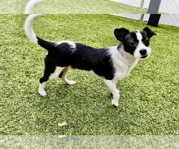 Medium Photo #2 Mutt Puppy For Sale in Canton, CT, USA