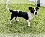 Small #1 Mutt