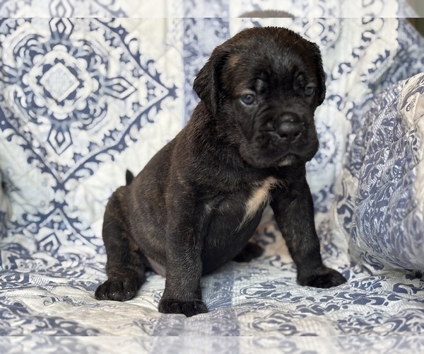 Medium Photo #1 Cane Corso Puppy For Sale in NEWTON, NJ, USA