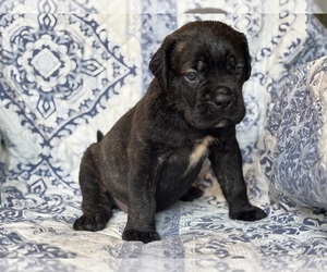 Cane Corso Puppy for sale in NEWTON, NJ, USA