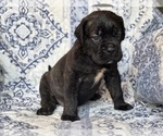 Image preview for Ad Listing. Nickname: Meka