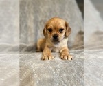 Small Photo #14 Puggle Puppy For Sale in LAKELAND, FL, USA
