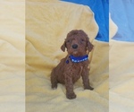 Small Photo #1 Poodle (Standard) Puppy For Sale in LOWELL, AR, USA
