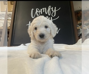 Goldendoodle-Poodle (Standard) Mix Puppy for sale in N HIGHLANDS, CA, USA