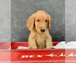 Small #3 Golden Retriever