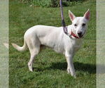 Small #2 German Shepherd Dog-Huskies  Mix