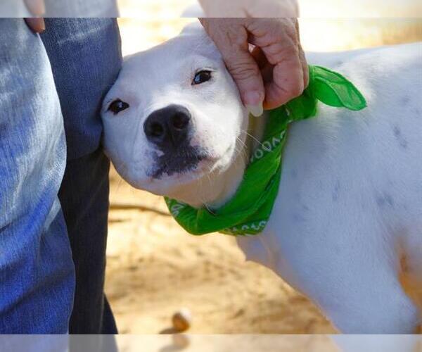 Medium Photo #1 Pointer-Unknown Mix Puppy For Sale in Tallahassee, FL, USA