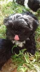 Shih Tzu Puppy for sale in SAN MARCOS, TX, USA