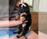 Small Photo #16 Bernedoodle (Miniature) Puppy For Sale in DAVIS, CA, USA