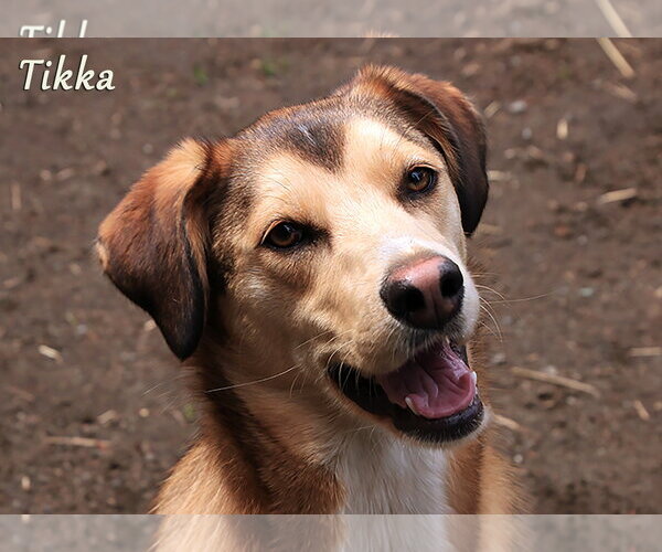 Medium Photo #2 Siberian Husky-Unknown Mix Puppy For Sale in Sequim, WA, USA