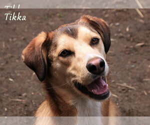 Tikka - Female Siberian Husky-Unknown Mix Dog for Adoption - Photo #2