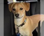 Small #21 Miniature Pinscher Mix