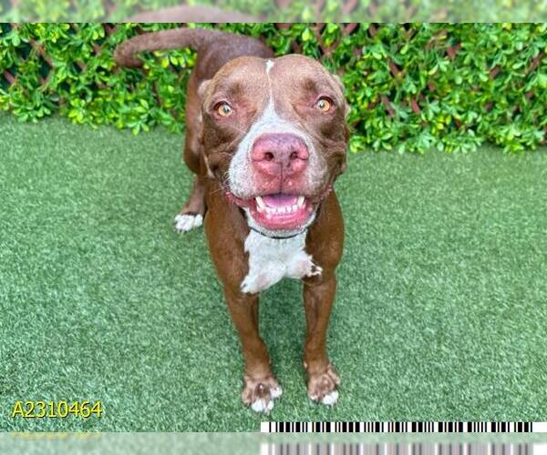 Medium Photo #1 American Pit Bull Terrier Puppy For Sale in West Palm Beach, FL, USA