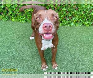 American Pit Bull Terrier Dogs for adoption in West Palm Beach, FL, USA