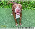 Small American Pit Bull Terrier