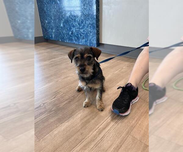 Medium Photo #1 Dachshund Puppy For Sale in Pearland, TX, USA