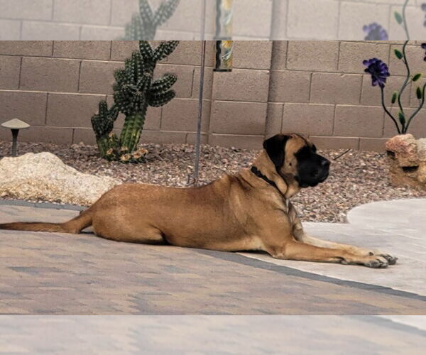 Medium Photo #1 Mastiff Puppy For Sale in Goodyear, AZ, USA