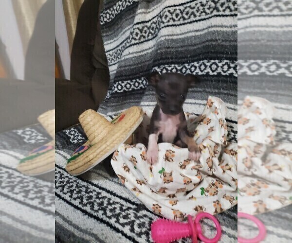 Medium Photo #5 Chihuahua Puppy For Sale in MANKATO, MN, USA