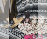 Small Photo #5 Chihuahua Puppy For Sale in MANKATO, MN, USA