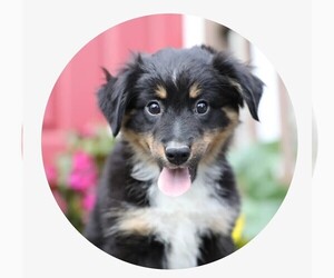 Miniature Australian Shepherd Puppy for Sale in WESTFIELD, Massachusetts USA