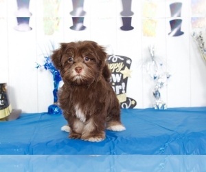Havanese Puppy for sale in MOUNT VERNON, OH, USA