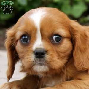 Medium Photo #2 Cavalier King Charles Spaniel Puppy For Sale in KILLINGER, PA, USA