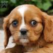 Small Photo #2 Cavalier King Charles Spaniel Puppy For Sale in KILLINGER, PA, USA