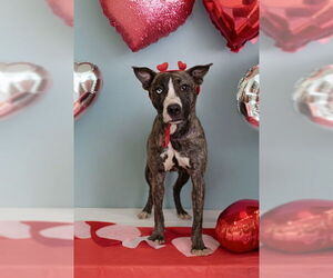 ASTRID - Female Siberian Husky-Whippet Mix Dog for Adoption - Photo #2