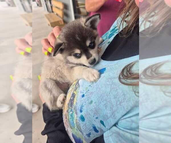 Medium Photo #2 Alaskan Klee Kai Puppy For Sale in HALLSBORO, NC, USA
