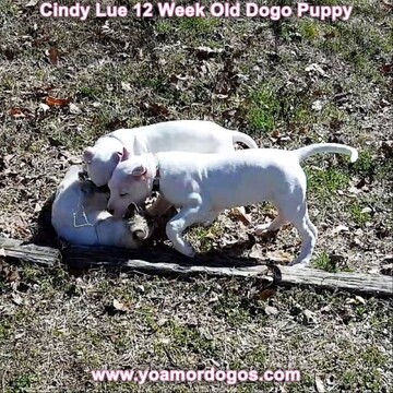 Medium Photo #156 Dogo Argentino Puppy For Sale in PINEVILLE, MO, USA