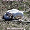 Small Photo #156 Dogo Argentino Puppy For Sale in PINEVILLE, MO, USA
