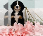 Small Photo #2 Bernese Mountain Dog Puppy For Sale in CINCINNATI, OH, USA