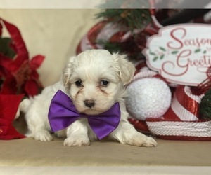 Coton de Tulear Puppy for sale in LANCASTER, PA, USA