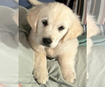 Puppy Lainy Golden Retriever