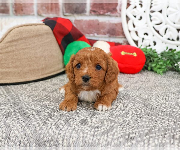 Medium Photo #19 Cavapoo (Miniature) Puppy For Sale in SYRACUSE, IN, USA
