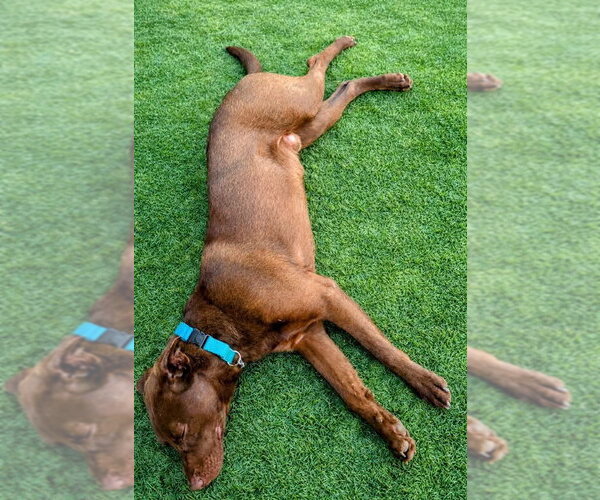 Medium Photo #6 Labrador Retriever-Unknown Mix Puppy For Sale in San Diego, CA, USA