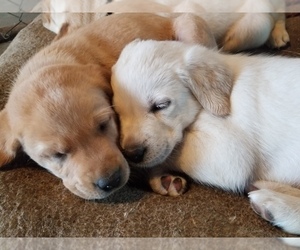 Medium Labrador Retriever