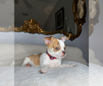 Small #3 Chihuahua
