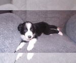 Small Photo #27 Border Collie Puppy For Sale in AIKEN, SC, USA